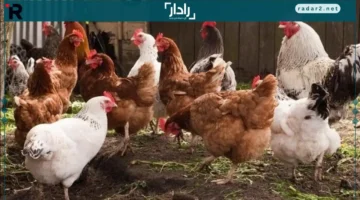 أسعار متقلبة.. تحولات مفاجئة في أسعار الفراخ والبيض ببورصة الدواجن 15 ديسمبر 2025